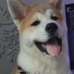 Takeshi Ragnar, Akita Inu