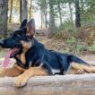 Shiva, German Shepherd Dog