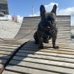 Charlie, French bulldog