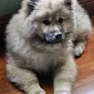 Mocha Zola, Eurasier