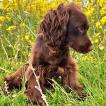 Lola, Englischer Cocker Spaniel