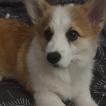 Suki, Welsh Corgi (Pembroke)