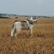 Izar, Siberian Husky