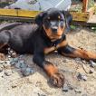 Hanna, Rottweiler