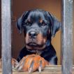 Niro, Rottweiler