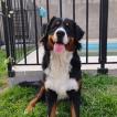 Apolo, Bernese Cattle Dogs