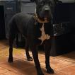 Naila, Dogo Canario