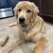 Loki, Golden Retriever