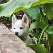 Baldur, Husky Siberiano