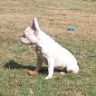 MAYA, Bouledogue francese