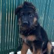 Kian, German Shepherd Dog