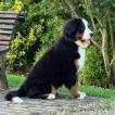 Amy, Bernese Cattle Dogs