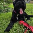 Padme, Giant Schnauzer