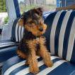 Vichka, Welsh Terrier