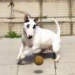 Romeu, Bullterrier