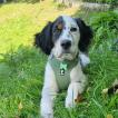 Spot, English Setter