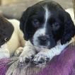 Luna, Springer spaniel inglés