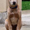 Yoghi, Perro australiano del ganado