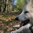 Richi, Berger Blanc Suisse