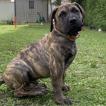 Vaho, Presa canario