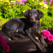 Rubí, Labrador Retriever