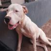 LOBO, Dogo Argentino