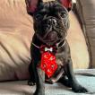 Bruce, French bulldog