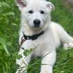 Vlad, White swiss Shepherd Dog