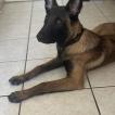 Venom, Malinois Shepherd Dog