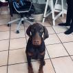 Amaretto, Dobermann