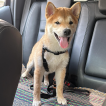 Yoshi, Shiba Inu