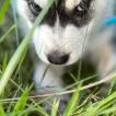 Storm, Husky Siberiano