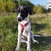 Lilith, Andere Hunde