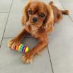 Vicka, Cavalier King Charles