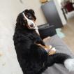 Odin, Bernese Cattle Dogs