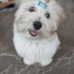 Samba, Coton de Tulear