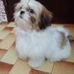 Minnie, Shih Tzu