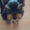 Mochi, Yorkshire Terrier