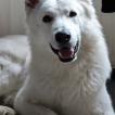 Unix, White swiss Shepherd Dog