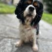 Richard, Cavalier King Charles Spaniel