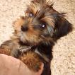 Mardoqueo, Yorkshire Terrier