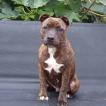 Anakin, Staffordshire Bull Terrier