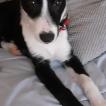 Vicky, Border Collie