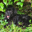 Viggo da Boa Barba, Giant Schnauzer