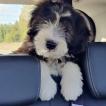 Logi, Bearded Collie