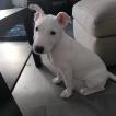 Stella, Bull Terrier