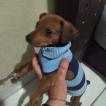 Bob, Pinscher