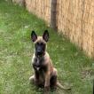 Vasko, Malinois Shepherd Dog