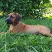 Ragnar, Rhodesian Ridgeback