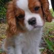 Vanille, Cavalier King Charles spaniel